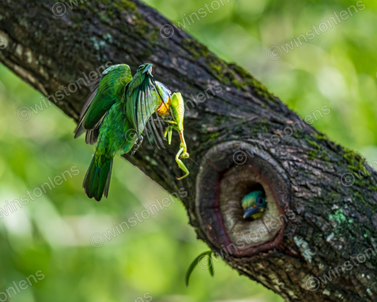Photo from Taiwan barbet