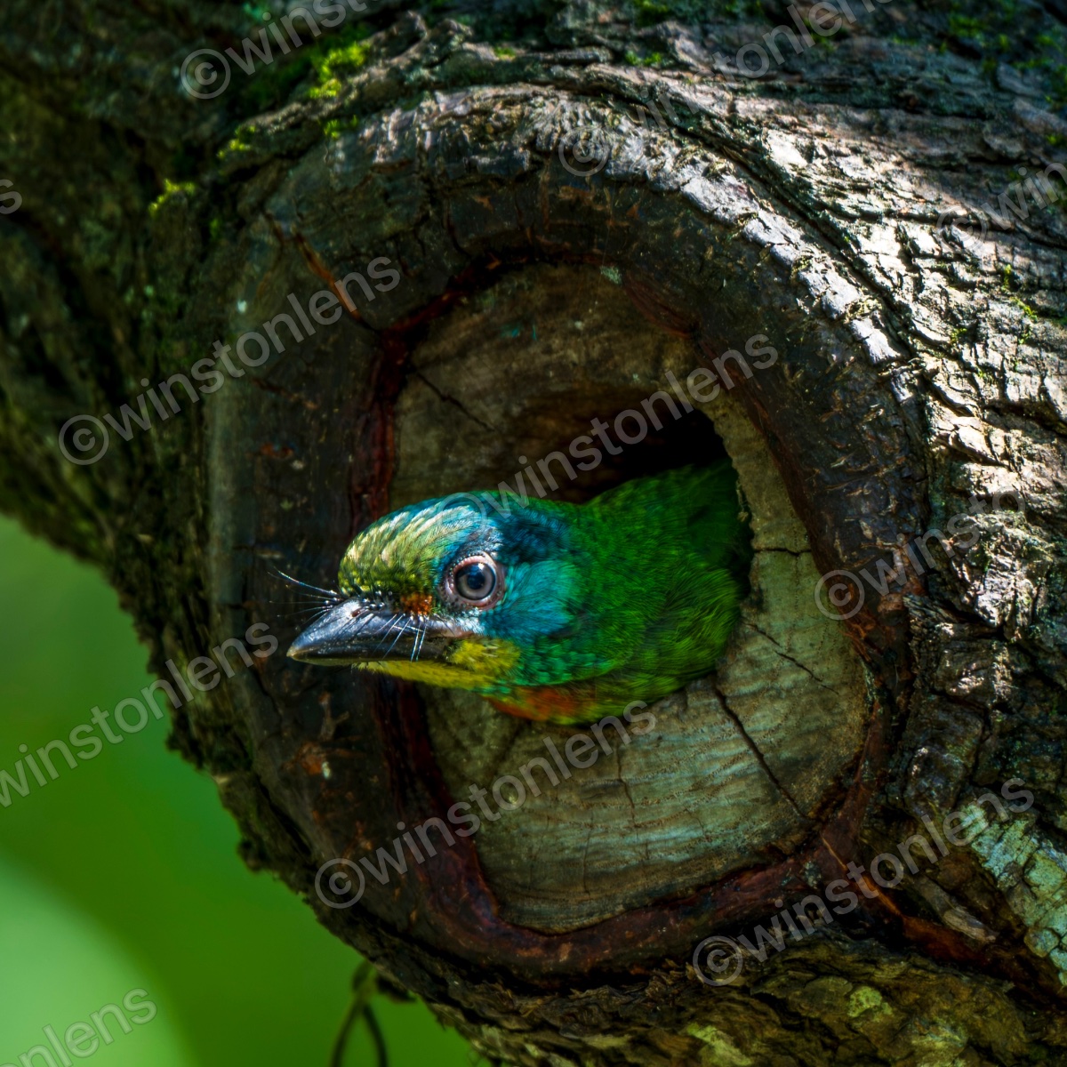 Photo from Taiwan barbet