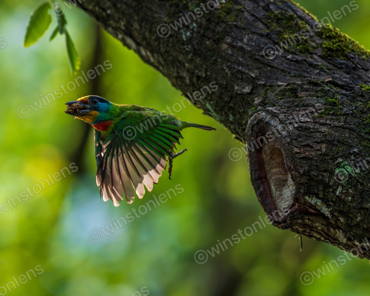 Photo from Taiwan barbet