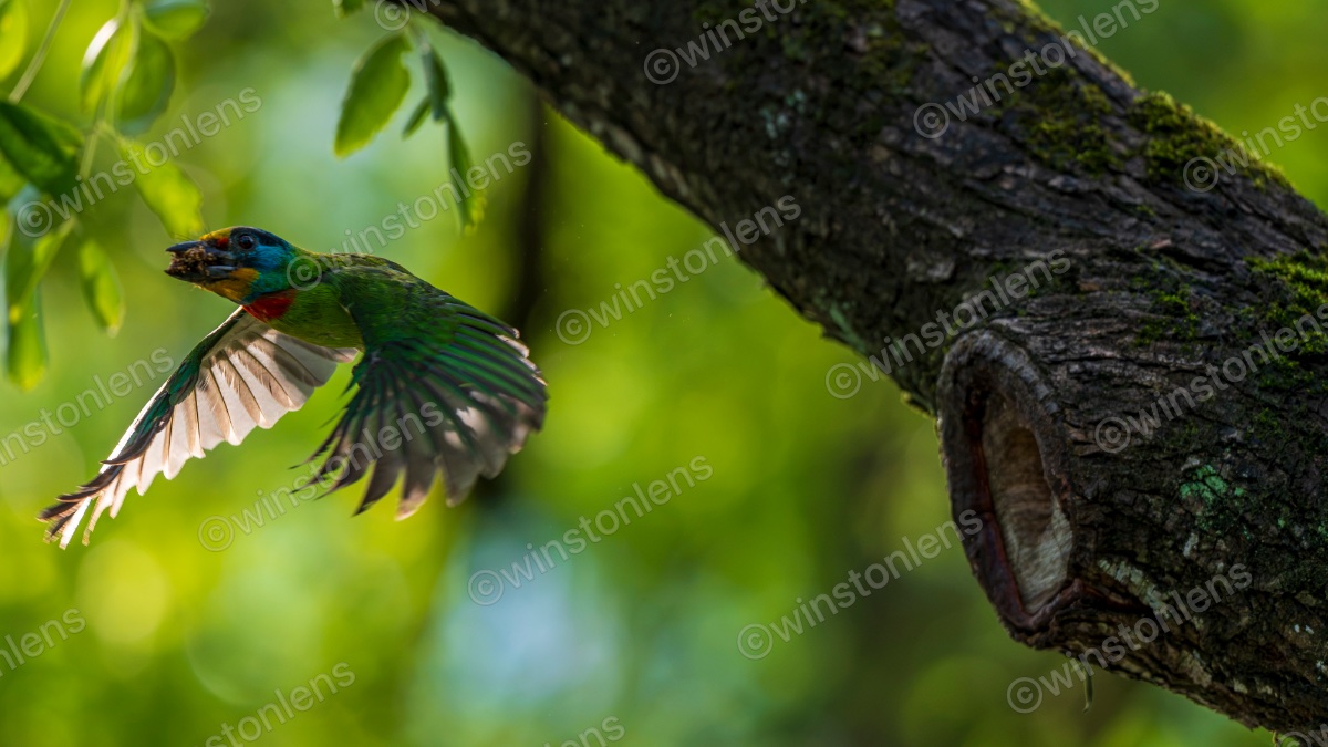 Photo from Taiwan barbet