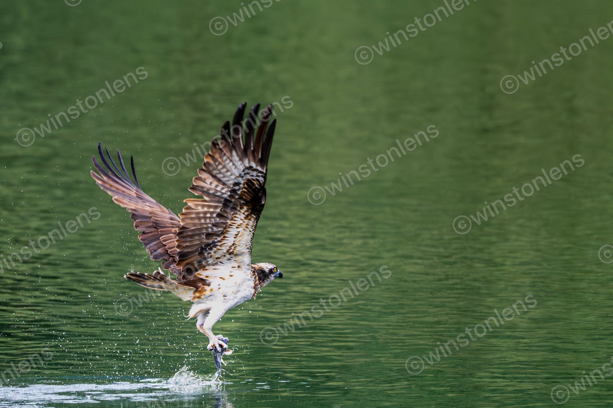 Photo from Osprey