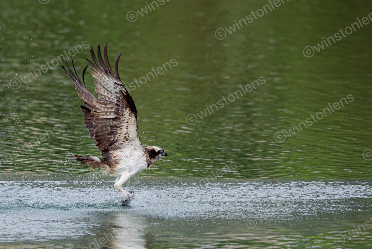 Photo from Osprey