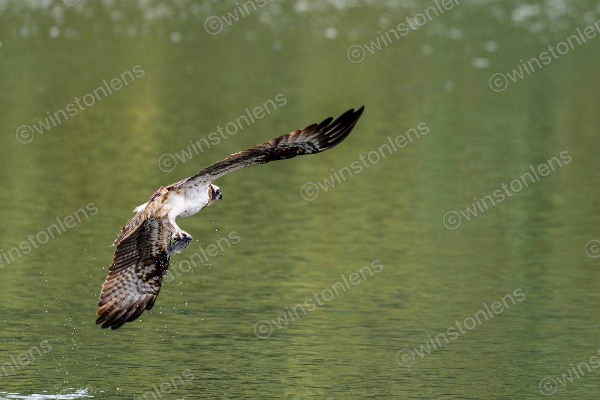 Photo from Osprey
