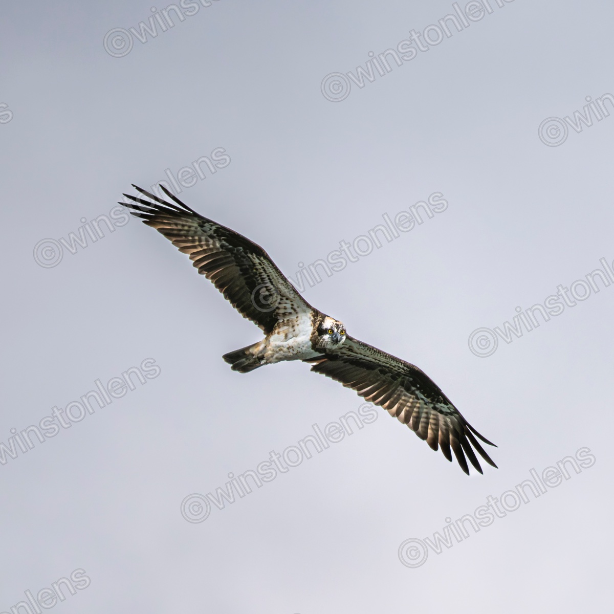 Photo from Osprey